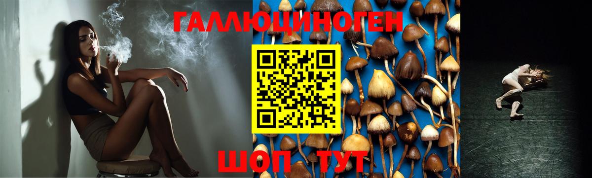 Сорочинск  Псилоцибиновые грибы мухоморы  Вход с VPN 